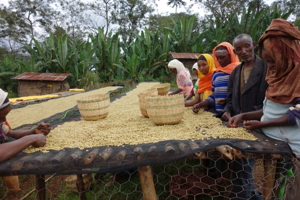 Divine Coffee Exporters & Traders Uganda Limited (East Africa)